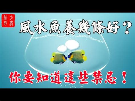 養魚數量吉數|養魚招財：最佳魚隻數量